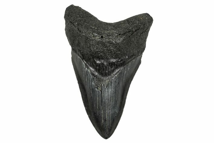 Serrated, Fossil Megalodon Tooth - South Carolina #341429